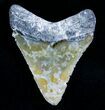 Uniquely Colored Megalodon Tooth #5642-1